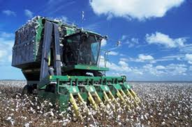 Mechanically Harvested Cotton