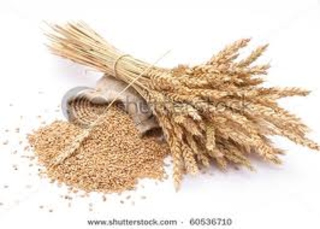 Grains Standard act