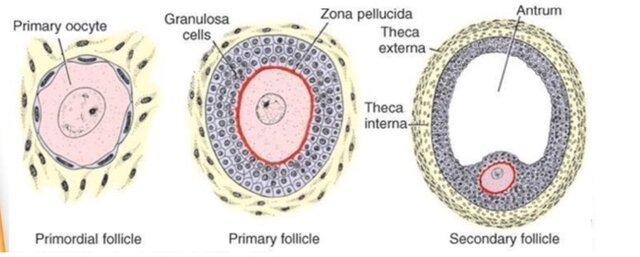 Desarrollo Folicular