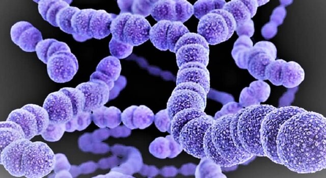 Streptococcus pyogenes