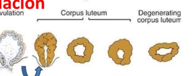 Formación del Cuerpo Lúteo (fase lútea)