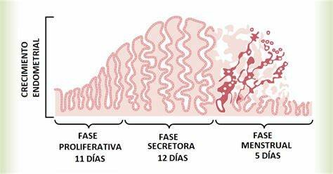 Fase secretora o progestacional