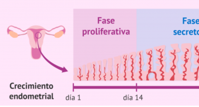 Fase proliferativa