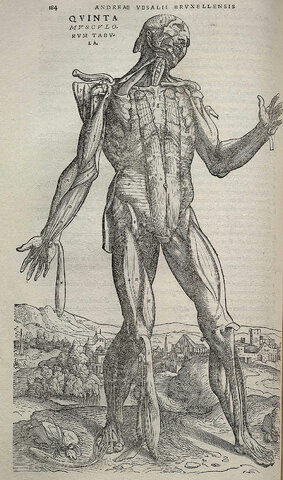 De humani corporis fabrica (1542)