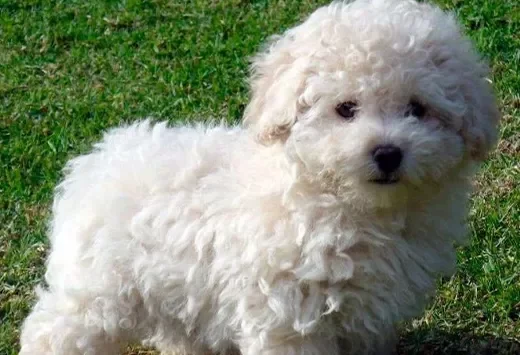 COMPRAMOS A MI UEVO PERRITO