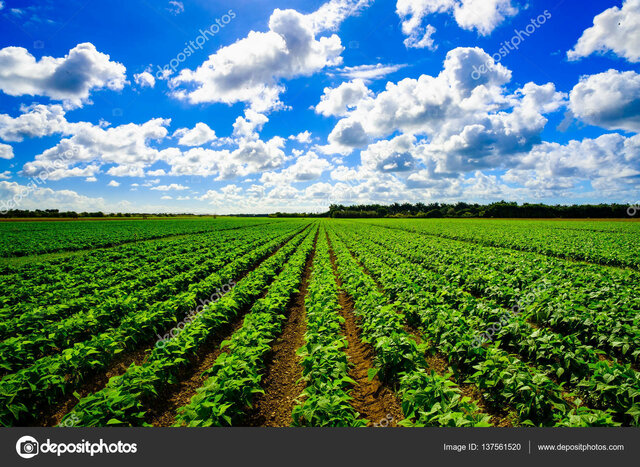 Beginning of Agriculture