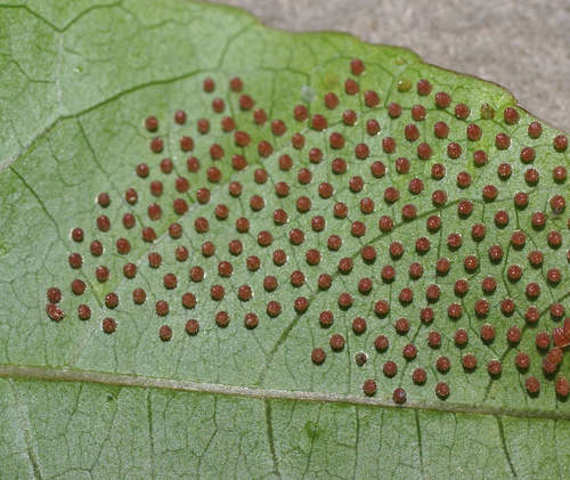 Desovación mariposa