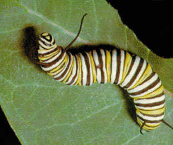 La Oruga Mocnarca se alimenta