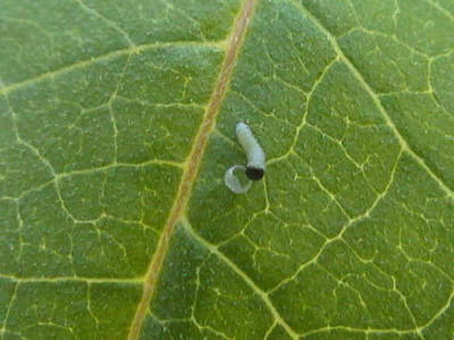 Nace la Oruga Monarca