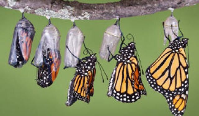 Nacimiento de Monarca