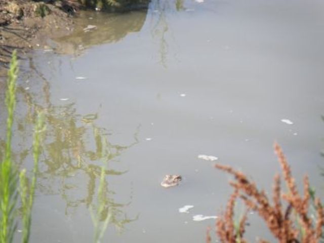 Alligator Photographed