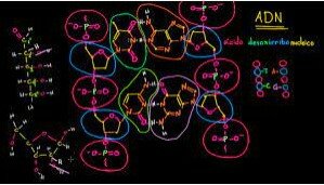 Estructura del ADN antiparalela