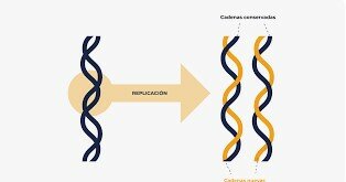 Recopliación del ADN semiconservativa