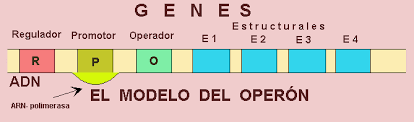 Modelo del operon