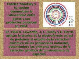 Colinearidad entre genes y productos proteícos