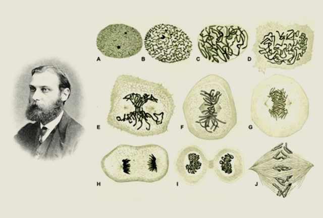 La nucleína y la cromatina