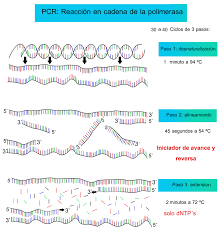 Primer ADN in vitro