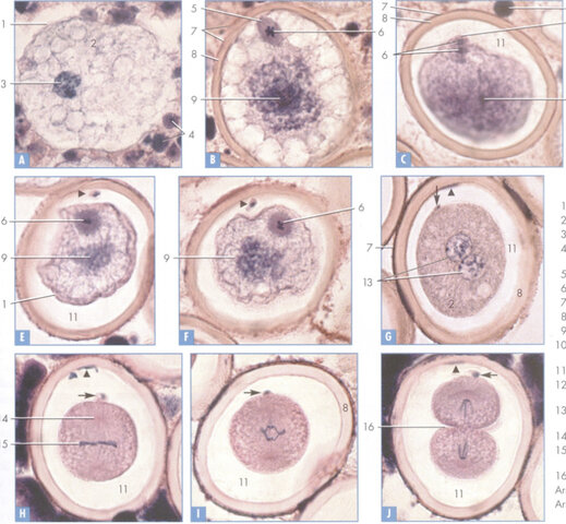 El proceso de meiosis en nematodo Ascaris spp