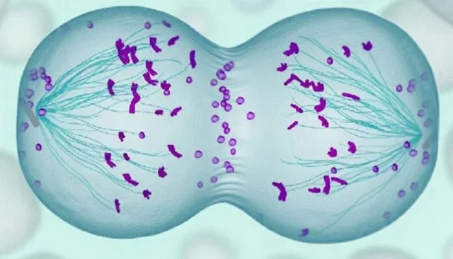 «ommni cellula e cellula» (el principio de la continuidad de vida)