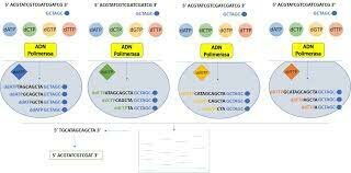 Técnicas de secuenciación de ADN