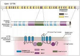 El gen responsable de la fibrosis quística