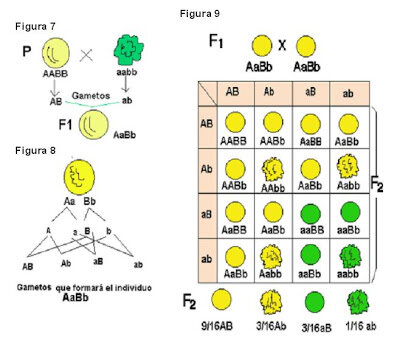 El primer libro de la genetica