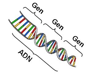 El termino ''gen'' como factor unitario