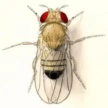 La mutación por radiación (rayos X) sobre las células