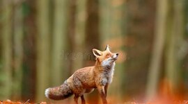 Timeline: Charles Darwin-Timeline 1