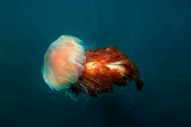 CNIDARIA 2