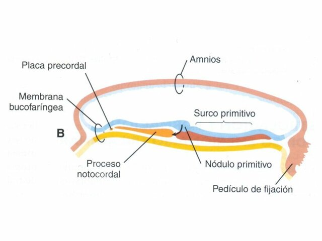 Se forma placa precondral