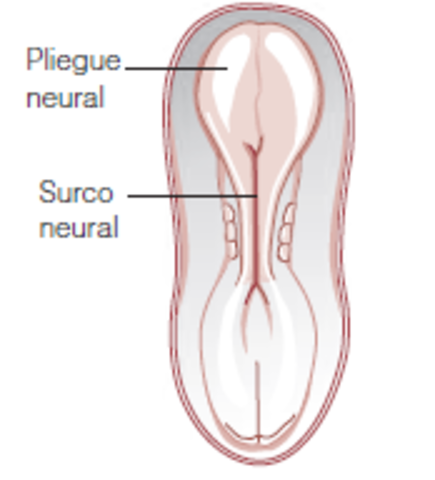 Formación de pliegues Neurales