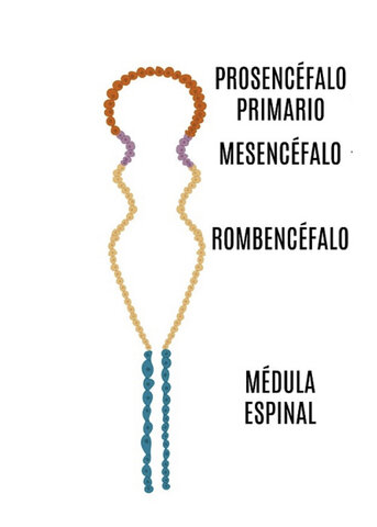 Formación de vesículas primarias