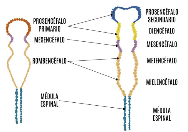 Vesículas secundarias