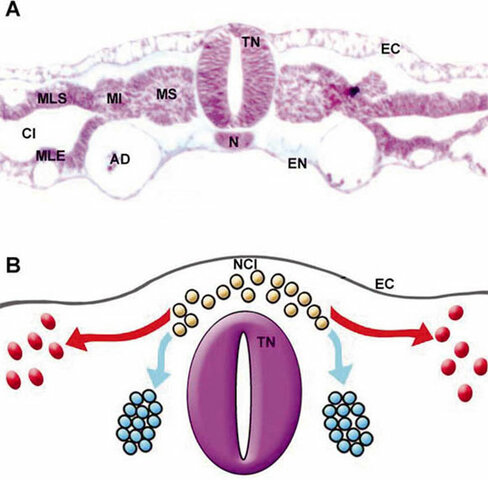Diferenciación de células neuroectodermales