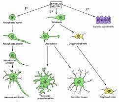 Segunda mitad de desarrollo SNC