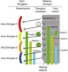 Formación en secuencia craneo caudal de arcos 1, 2, 3, 4, 6