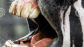 Timeline: 1960's Timeline Project