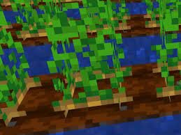 Arrival of the potato in Europe