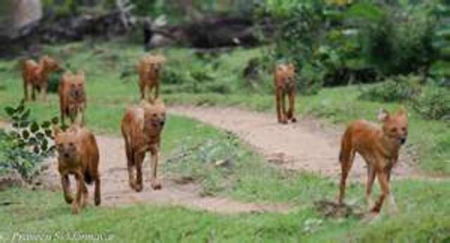 Trusting! Played with dangerous wild dogs.