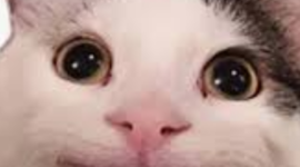 Timeline: Danmark som kolonimagt