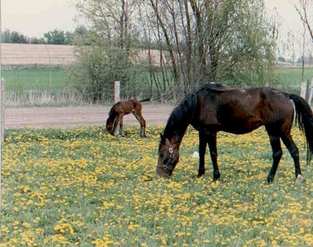 The First Michigan Foal