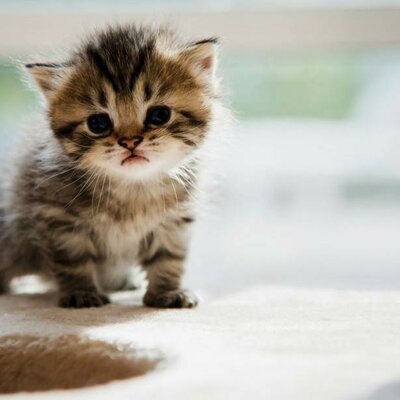 Timeline: Historia de mi vida