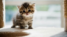 Timeline: Historia de mi vida