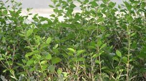 Mehendi / Henna as a dessert