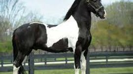 Timeline: historia de mi vida