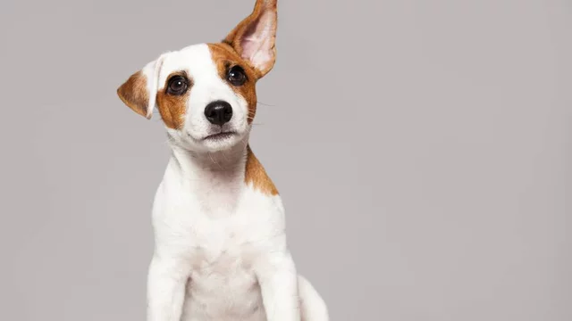 Llegada de la perrita