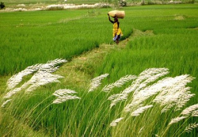 Third Agricultural Revolution (Green Revolution)