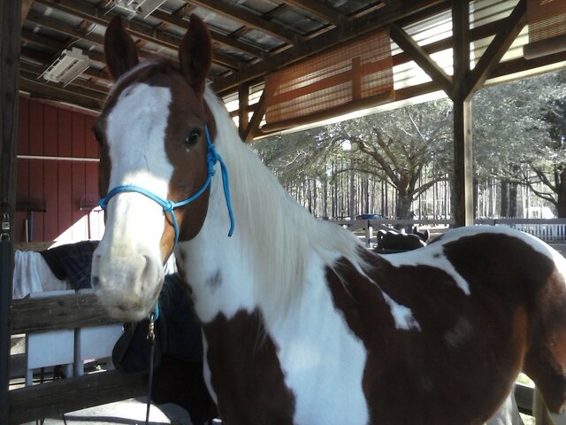Left Therapeutic Riding Program