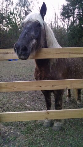 Opened Equine Therapy Program